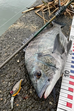 チヌの釣果