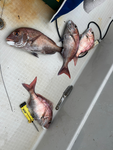 マダイの釣果