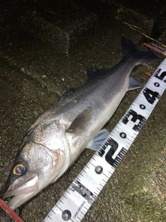 シーバスの釣果