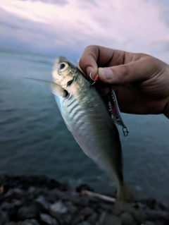 マアジの釣果