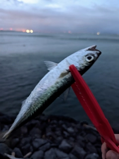 マサバの釣果