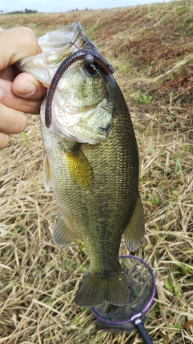 ラージマウスバスの釣果