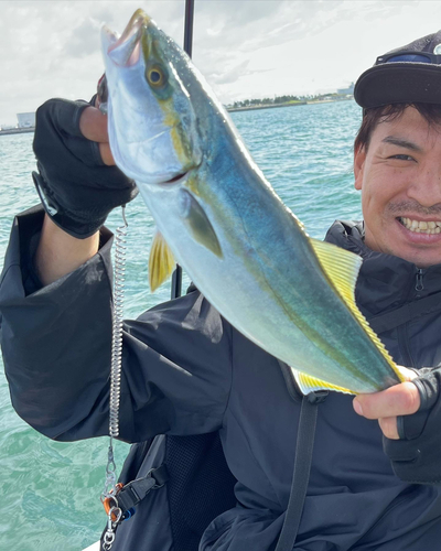 ハマチの釣果