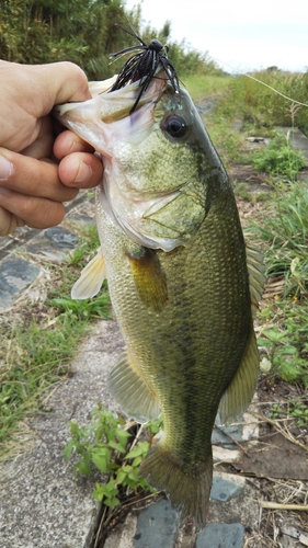 ラージマウスバスの釣果