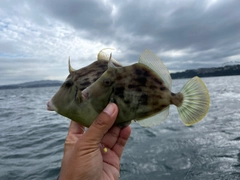 カワハギの釣果