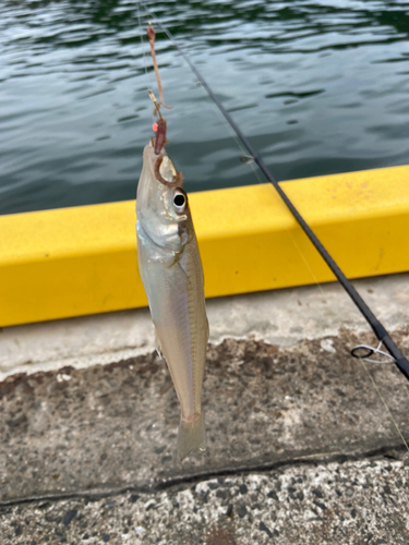 キスの釣果