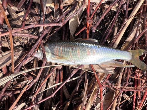 オイカワの釣果