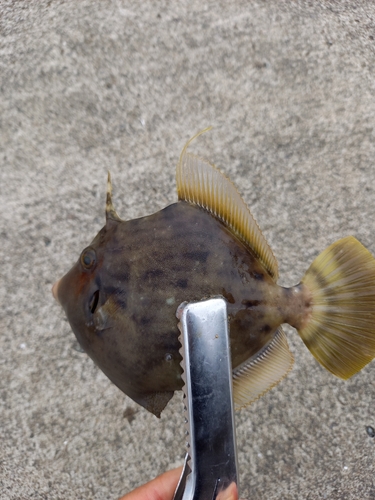 カワハギの釣果