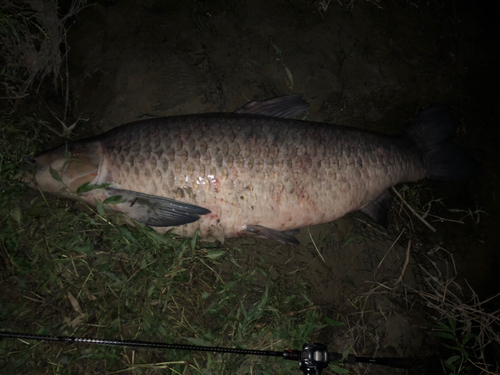 アオウオの釣果