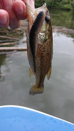 ラージマウスバスの釣果