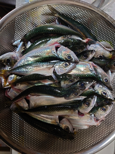 サバの釣果