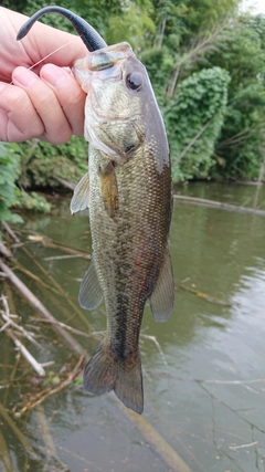 ラージマウスバスの釣果