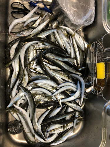 カマスの釣果