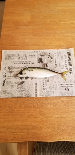 サバの釣果