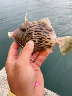 カワハギの釣果