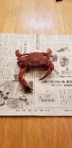 カニの釣果