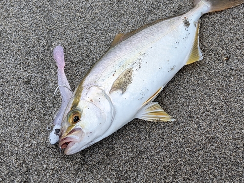 ショゴの釣果