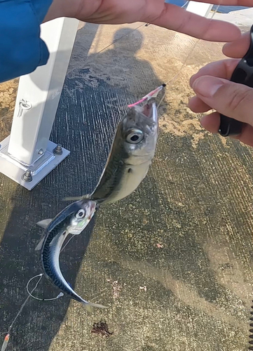 サバの釣果