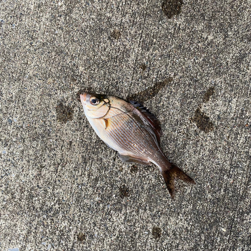 ウミタナゴの釣果