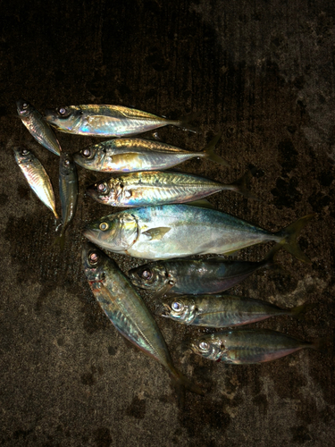 イナダの釣果