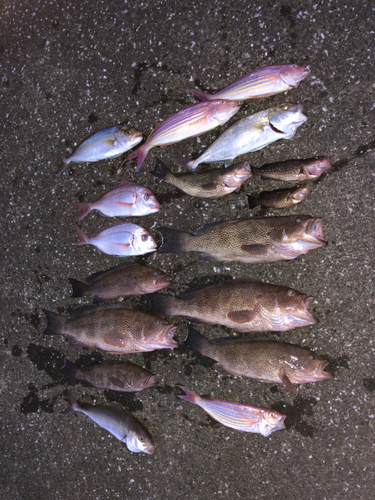 オオモンハタの釣果