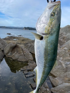 ハマチの釣果