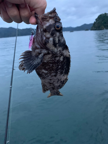 ムラソイの釣果