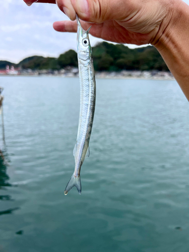 サヨリの釣果