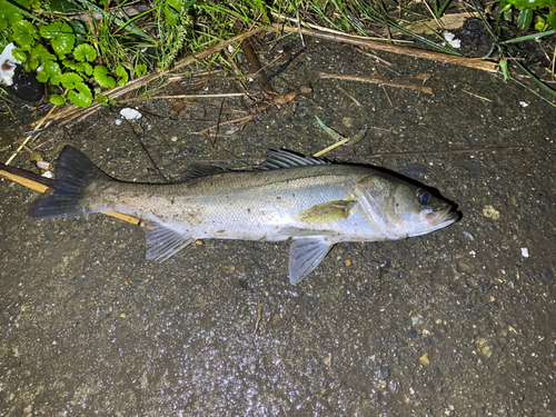 セイゴ（マルスズキ）の釣果