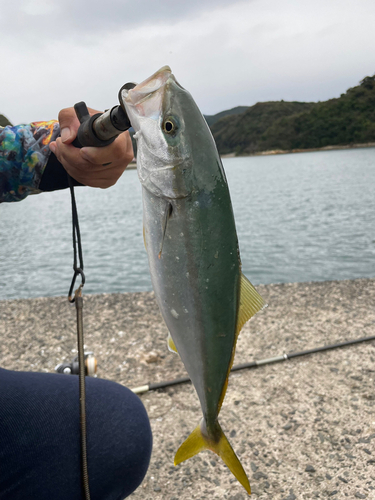 ヤズの釣果