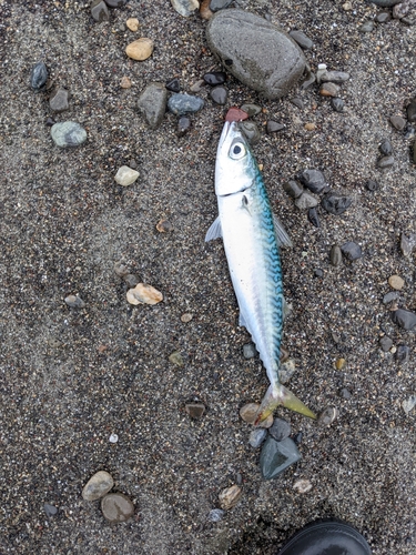 サバの釣果