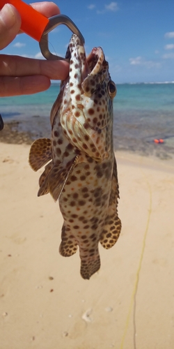 イシミーバイの釣果