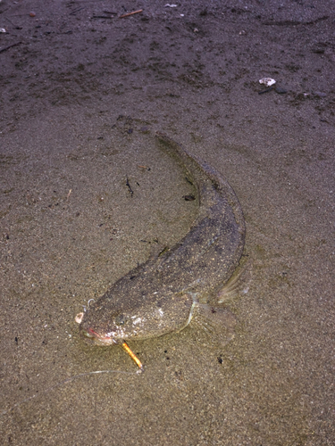 マゴチの釣果