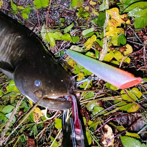 ナマズの釣果