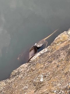 アカエイの釣果