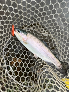 ニジマスの釣果