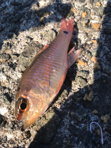 ネンブツダイの釣果