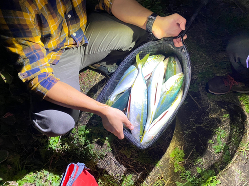 イナダの釣果