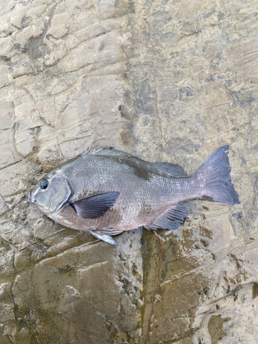 メジナの釣果