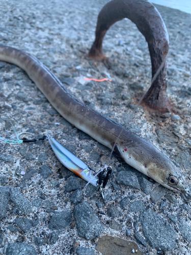 ウミヘビの釣果