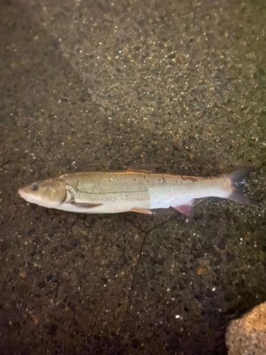 マルタウグイの釣果