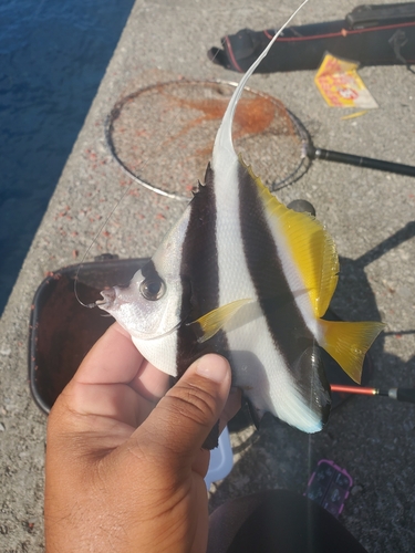 イチモンジブダイの釣果