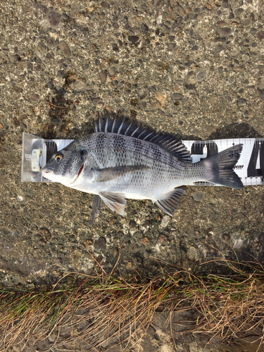 クロダイの釣果