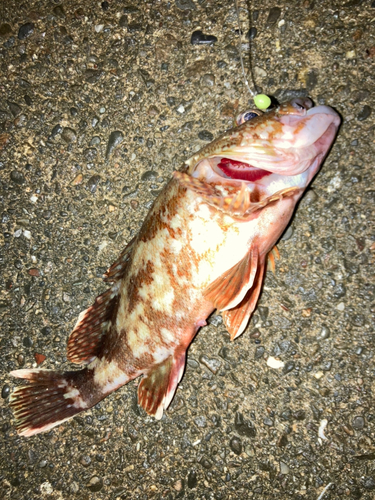 カサゴの釣果