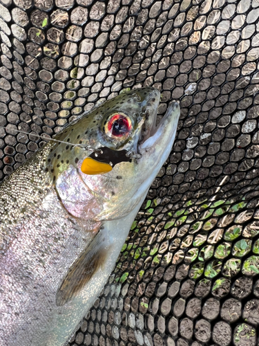 トラウトの釣果