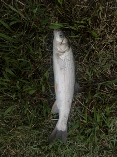 ウグイの釣果