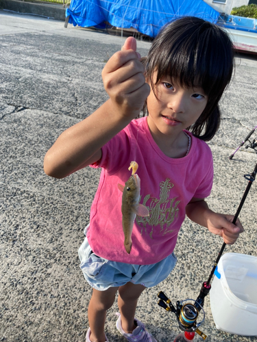 ハゼの釣果