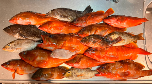 アカハタの釣果