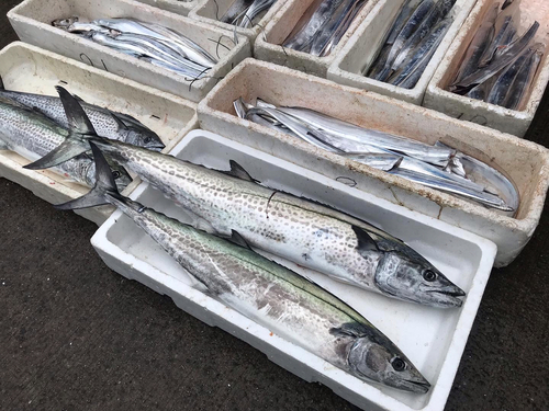 サワラの釣果