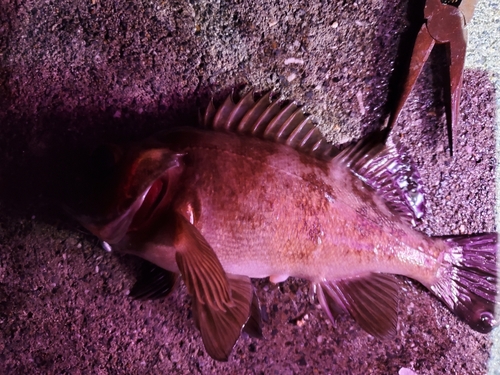 メバルの釣果